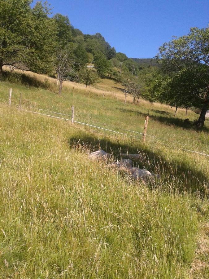Spacieux Et Confortables Gites A Proximite Randonnees, Lacs, Ski Nature Sondernach المظهر الخارجي الصورة